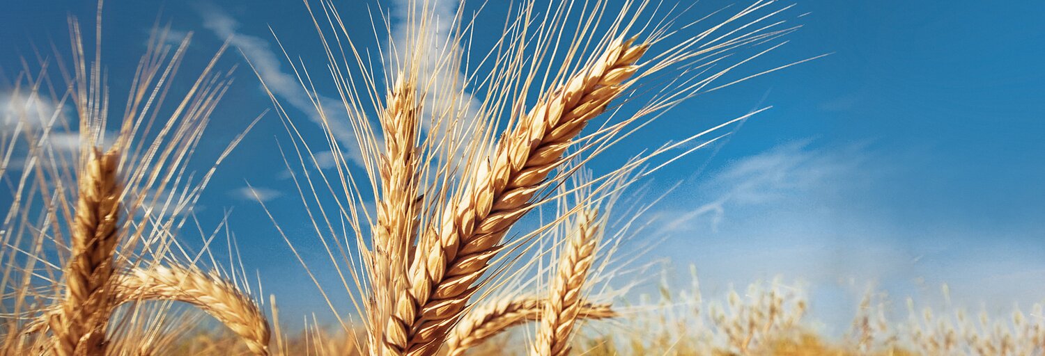 wheat from Switzerland