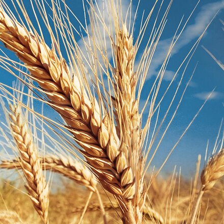 wheat in the sun