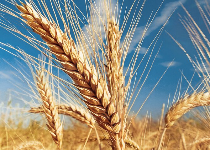 wheat in the sun